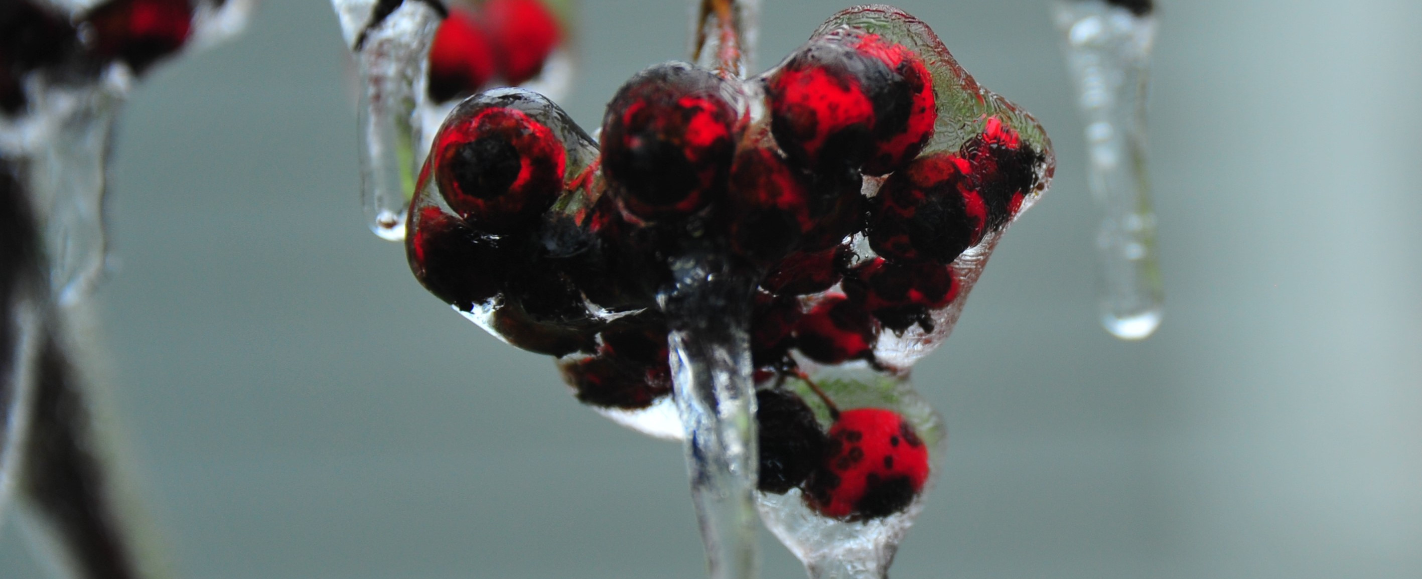 Berries encased in ice.